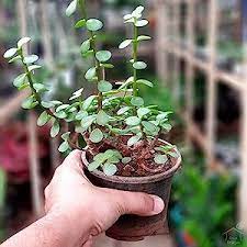 Krasula Seeds with plant